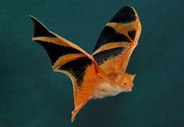 Image result for Sleeping Bat with Orange Leaves