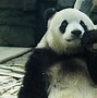 Image result for Beijing Zoo Panda