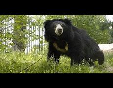 Image result for Sloth Bear of Mysore