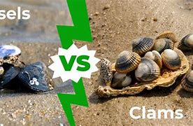 Image result for Body Covering of Clams and Mussels