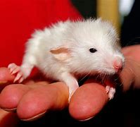 Image result for Baby Rat UK
