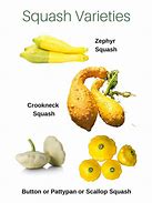 Image result for Zucchini Squash Varieties