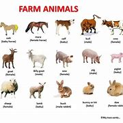 Image result for How Many Farm Animals