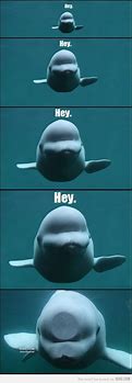 Image result for Ascended Whale Meme