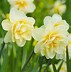 Image result for Narcissus Manly