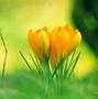 Image result for Cute Little Flowers