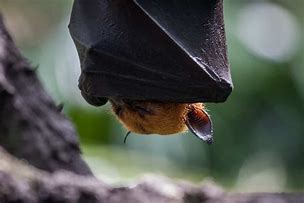 Image result for Flying Fox Bat Facts