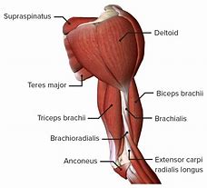 Image result for Arm Muscles Front View