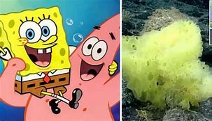 Image result for Spongebob and Patrick in Real Life