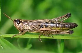 Image result for Cricket Night Animal Chirp Image
