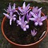 Image result for Colchicum bivonae Vesta