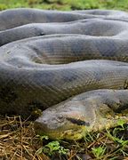 Image result for Anaconda the Snake