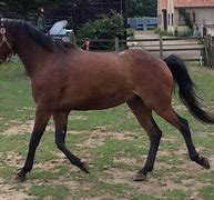 Image result for French Thoroughbred Farms