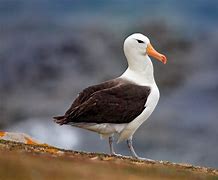 Image result for albatrox