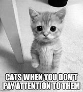 Image result for Popular Cat Meme