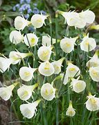Résultat d’images pour Narcissus bulbocodium Arctic Bells