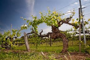 Image result for Old Grape Vine
