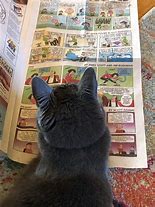 Image result for Cat with Newspaper Meme