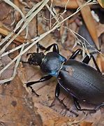 Image result for carabus_violaceus