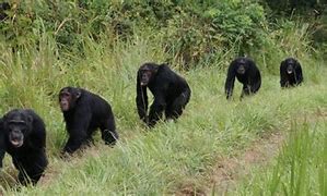 Image result for Ape Kills Ape