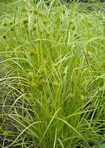 Image result for carex_bohemica