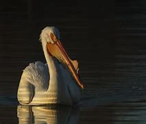 Image result for White Pelican Feeding ATB Sunset Images in Flirckf