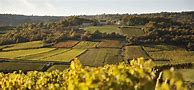 Image result for Pascal Prunier Bonheur Coteaux Bourguignons P'tit Bonheur Blanc