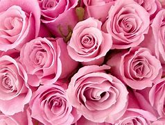 Image result for Pink Rose HD Wallpaper iPhone