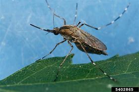 Image result for Violeds Mosquito Bli Bli