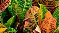 Image result for Indoor Tropical Plant Croton