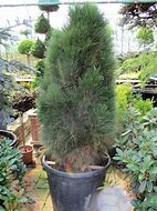 Image result for Green Tower Black Pine