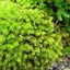Image result for Tree Moss Types