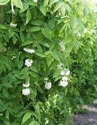 Image result for Staphylea colchica