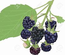 Image result for BlackBerry Bushes Clip Art