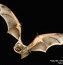 Image result for Amazing Bat