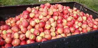 Image result for Washington Organic Apple