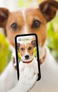Image result for Dog On Smartphone