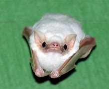 Image result for Smallest Albino Bat