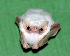 Image result for Ghost BC Bat