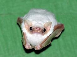 Image result for Typee of Bats Albino