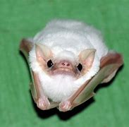 Image result for Northern Ghost Bat