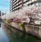 Image result for Yokohama Japan Cherry Blossoms