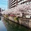 Image result for Windows Spotlight Yokohama Cherry Blossom