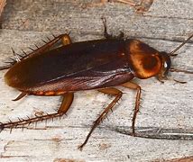 Image result for Cockroach
