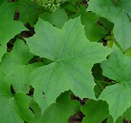 Image result for Hydrophyllum canadense