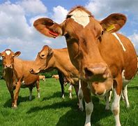 Image result for Dairy Cow Breeds