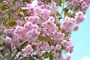 Image result for Prunus serrulata Kanzan