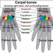 Image result for Hand Carpal Bones Mnemonic