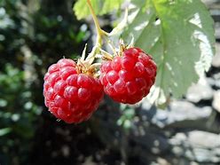 Image result for Rubus idaeus Meeker