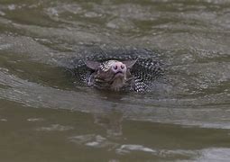 Image result for Armadillo Swimming